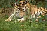 leipzig zoo-01_07_2011_zoo_allgemein_189